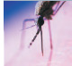 Mosquito buries it's proboscis into skin. 