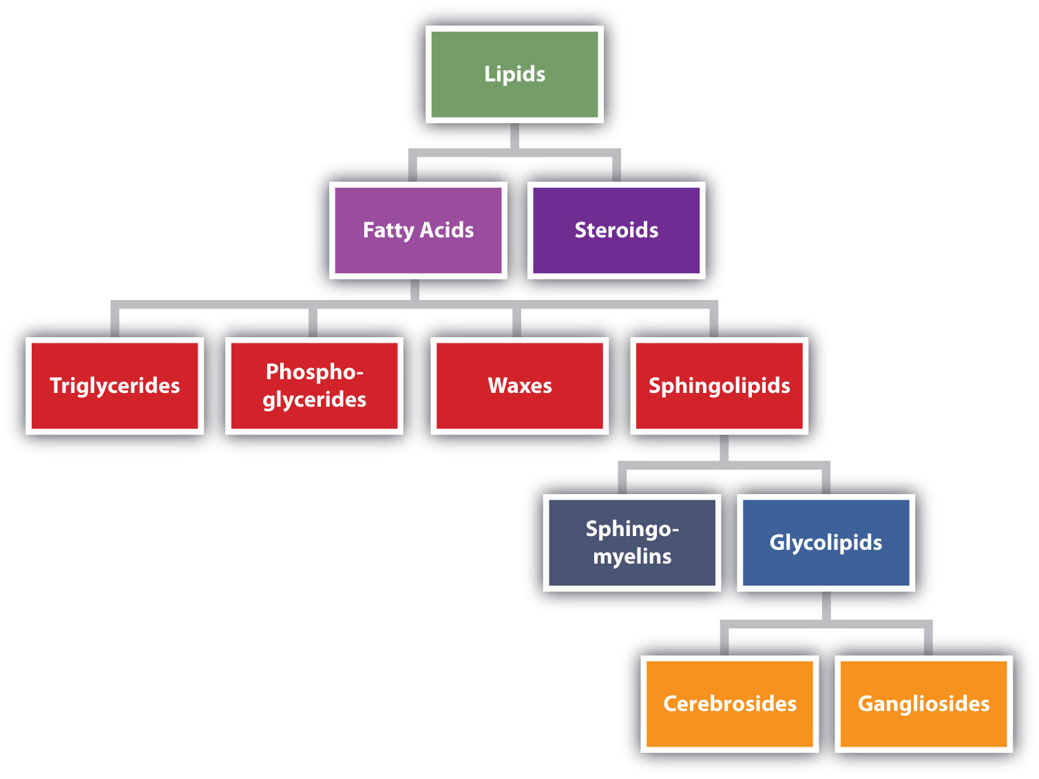 Lipid categorized into fatty acids and steroids. Fatty acids are further separated into triglycerides, phospho-glycerides, waxes, and sphingolipids. Sphingolipids are separated into sphingo-myelins and glycolipids. Glycolipids are separated into cerebrosides and gangliosides.  