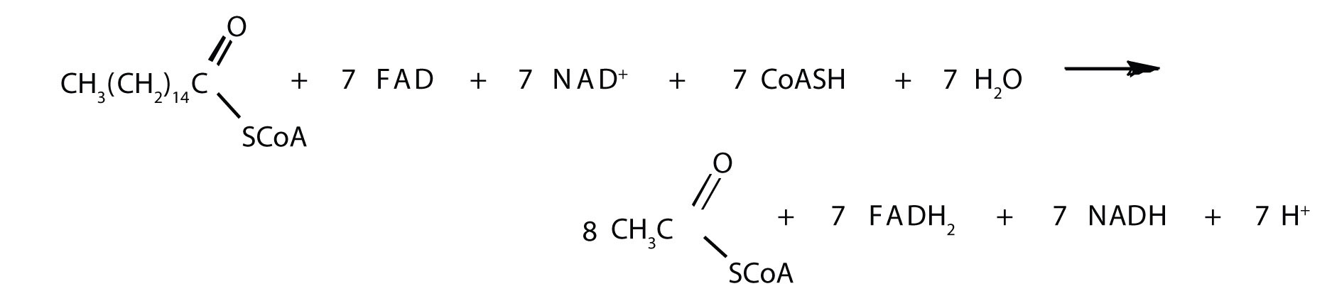 palmitoyl-CoA.jpg