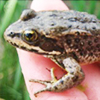 End Creek: Spotted Frogs and Aquatic Snails in Wetlands – A Water Quality Investigation
