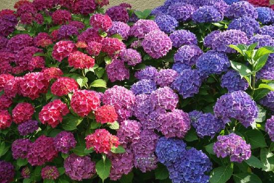 Hydrangeas ranging from pink to purple to blue due to pH in the soil. 