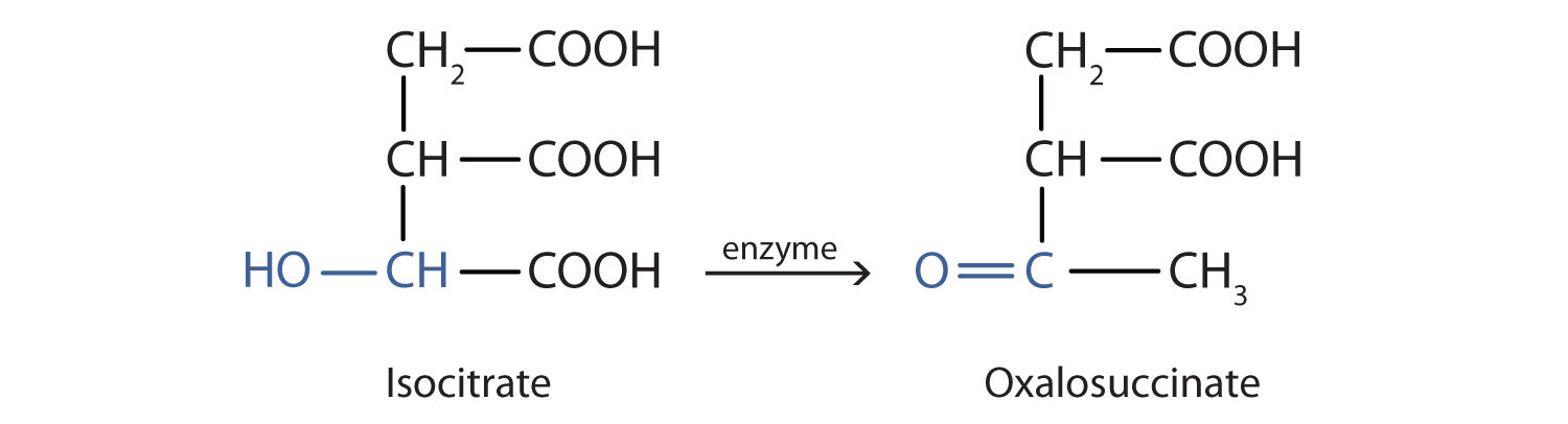 Isocitrate forms oxalosuccinate with the help of enzymes. 