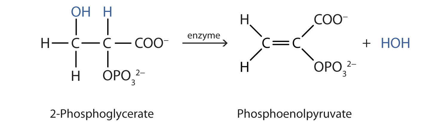 Fórmula estructural de 2 fosfoglicerato formando fosfoenolpiruvato y una molécula de agua con la ayuda de enzimas.