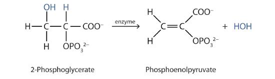 Structural formula of 2 phosphoglycerate forming phosphoenolpyruvate and a water molecule with the aid of enzymes. 