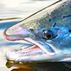 Effects of Acid Rain on Atlantic Salmon Populations