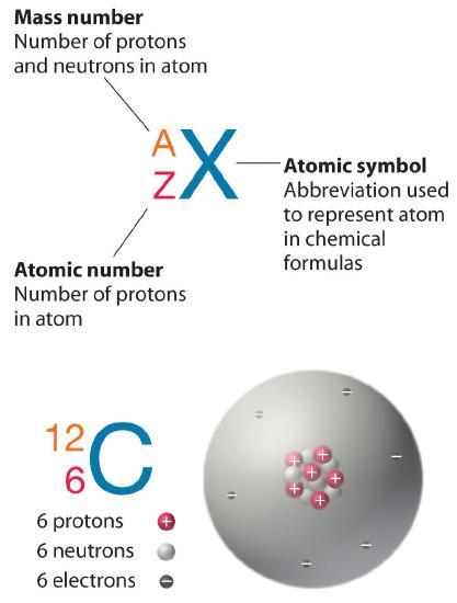 The letter is the atomic symbol, an abbreviation used to represent atom in chemical formulas. The small number to the upper left of the atomic symbol is the mass number, the number of protons and neutrons in the atom. The small number below that is the atomic number, the number of protons in the atom.