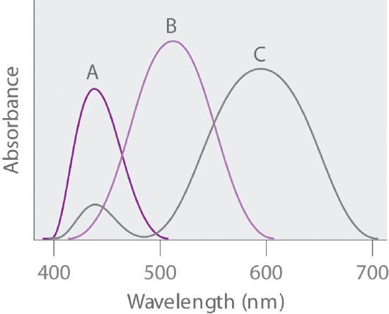 Graph of absorbance versus wavelength in nanometers. A has a peak at 440, B has a peak at 510, and C has a peak at 600 nanometers.
