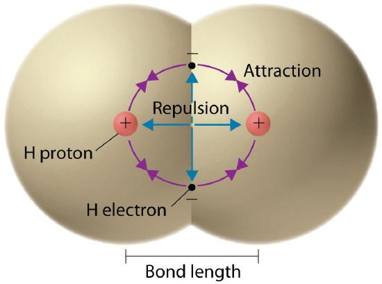 Bond length is shown in a diatomic molecule and is determined by the attraction of the opposite charges and repulsion of the like charges.