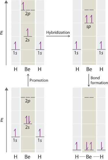 The hypothetical process includes promotion of a 2s electron into 2p, then hybridizing to have two sp electrons and then bond formation of BeH2.