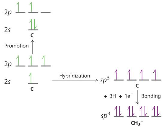 Four electrons each on their own 2s and 2p orbital are shown with an arrow saying "promotion" resulting in 2 electrons being in the 2s and 2 electrons in the 2p. Another arrow saying "hybridization" points to four electrons in the sp3 orbital. Another arrow points from there saying Bonding and adds 3 hydrogens and an electron to have 4 full sp3 orbitals.