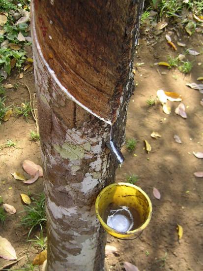 Rubber Extraction Process 8.6: Natural Rubber and Other Elastomers - Chemistry LibreTexts