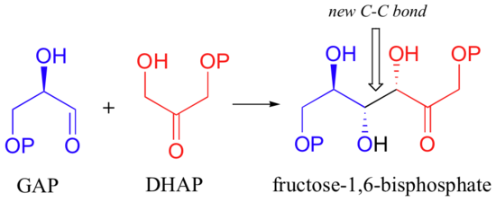 Reaction diagram. GAP reacts with DAP forming a new carbon-carbon bond  resulting in fructose-1,6-bisphosphate.