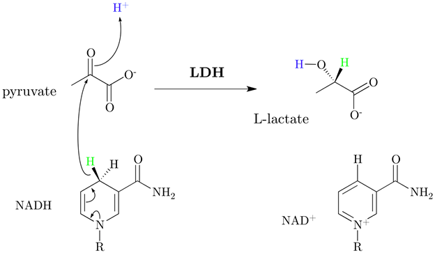 19.12: Biological Reductions - Chemistry LibreTexts