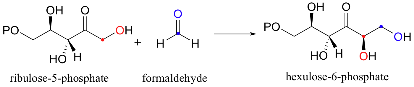 Reaction diagram. Ribulose-5-phosphate reacts with formaldehyde forming hexulose-6-phosphate.