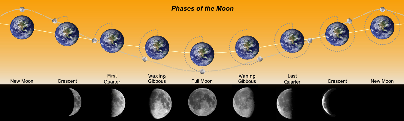 Diagram illustrating various phases of the Moon in their order of appearance starting from the New Moon and progressing through Crescent, First Quarter, and Gibbous to reach the Full Moon. It is followed by Gibbous, Last Quarter and Crescent to complete full circle at the New Moon again. The gray circle around the Earth shows the Moon's orbit. The dotted gray line illustrates moon's trajectory. The solid ivory line passing through the earth is indicative of Earth's orbit around the Sun. Notice that this graphical representation can be misleading, as the Earth & Moon's path around the Sun is actually always concave towards the Sun.
