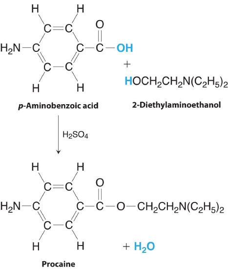 p-Aminobenzoic acid and 2-diethylaminoethanol react with sulfuric acid to form procaine and water.