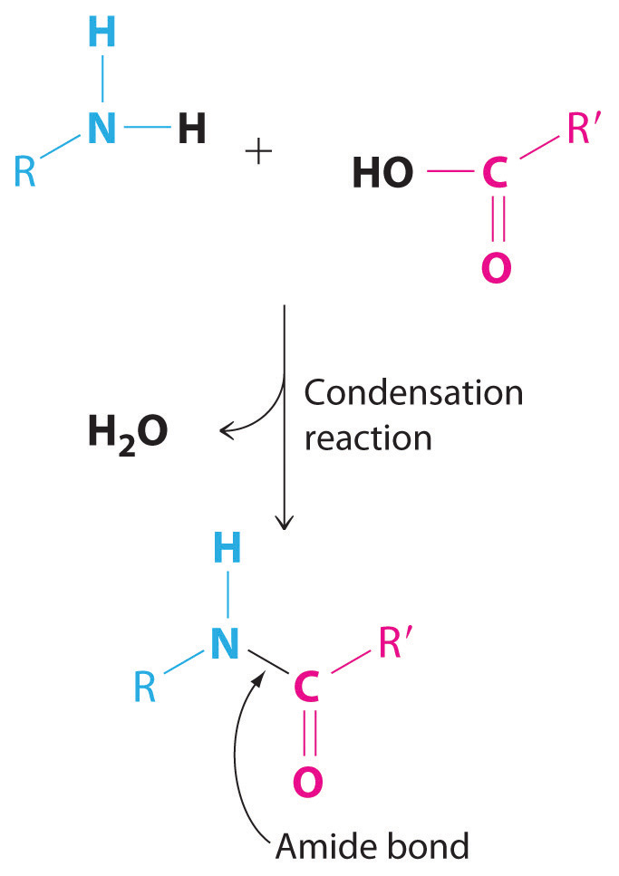 RNH2 y RCOOH pasan por una reacción de condensación, pierden agua y forman un enlace amida.