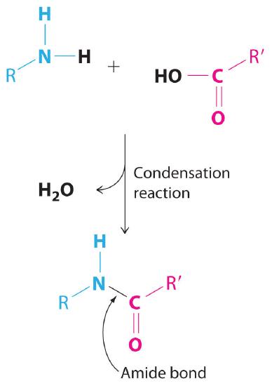 RNH2 and RCOOH go through a condensation reaction, lose water, and form an amide bond.