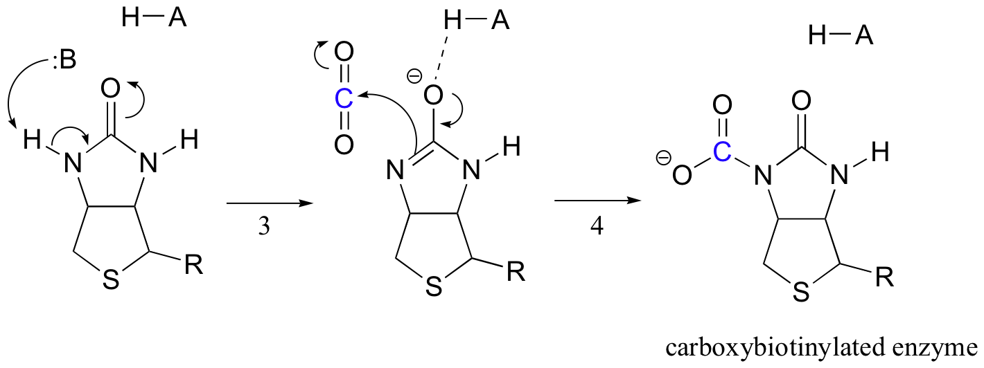 13.5: Carboxylation And Decarboxylation Reactions - Chemistry LibreTexts