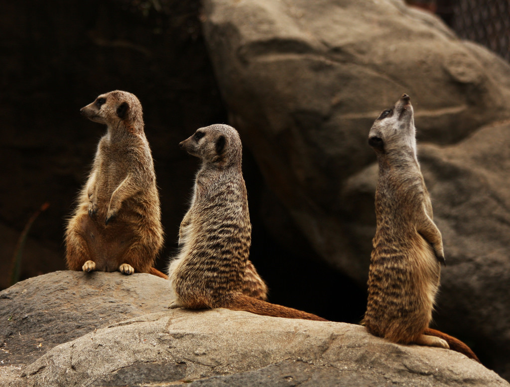 Photo of three meerkats at a zoo.