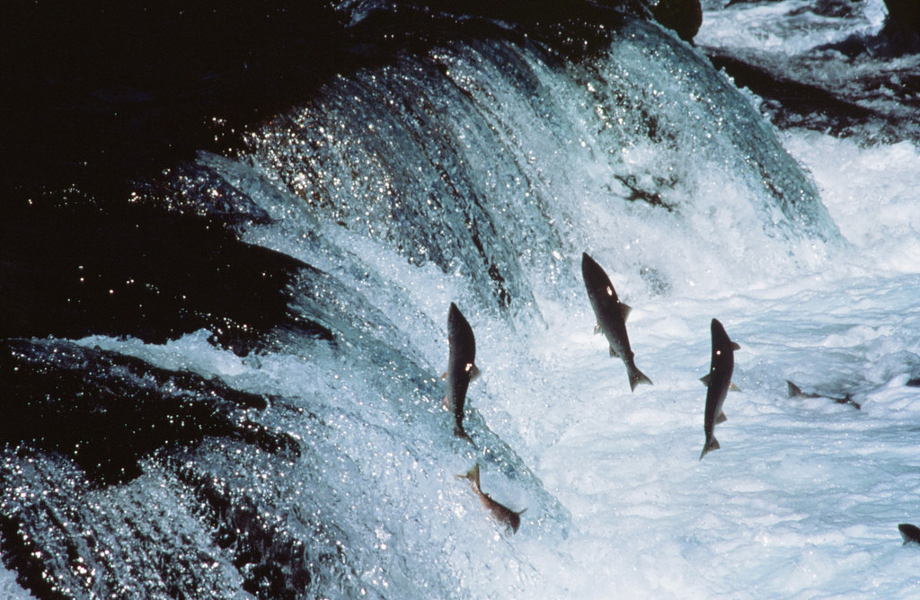 Photo of adult sockeye salmon midair, trying to swimming up a waterfall.