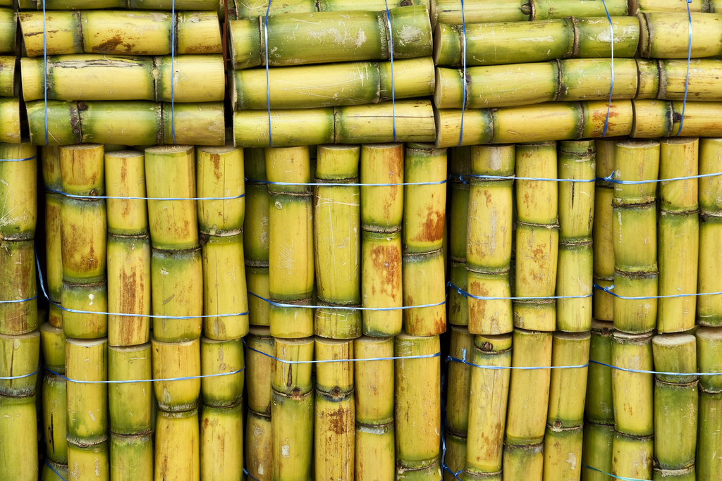 Photo of many small bundles of cut sugarcane, bound by wire.