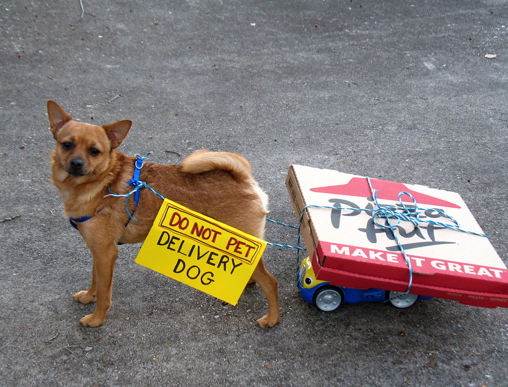 Photo of a small dog pulling a wagon with two Pizza Hut boxes tied to it. The dog wears a sign that reads, "Do Not Pet Delivery Dog."