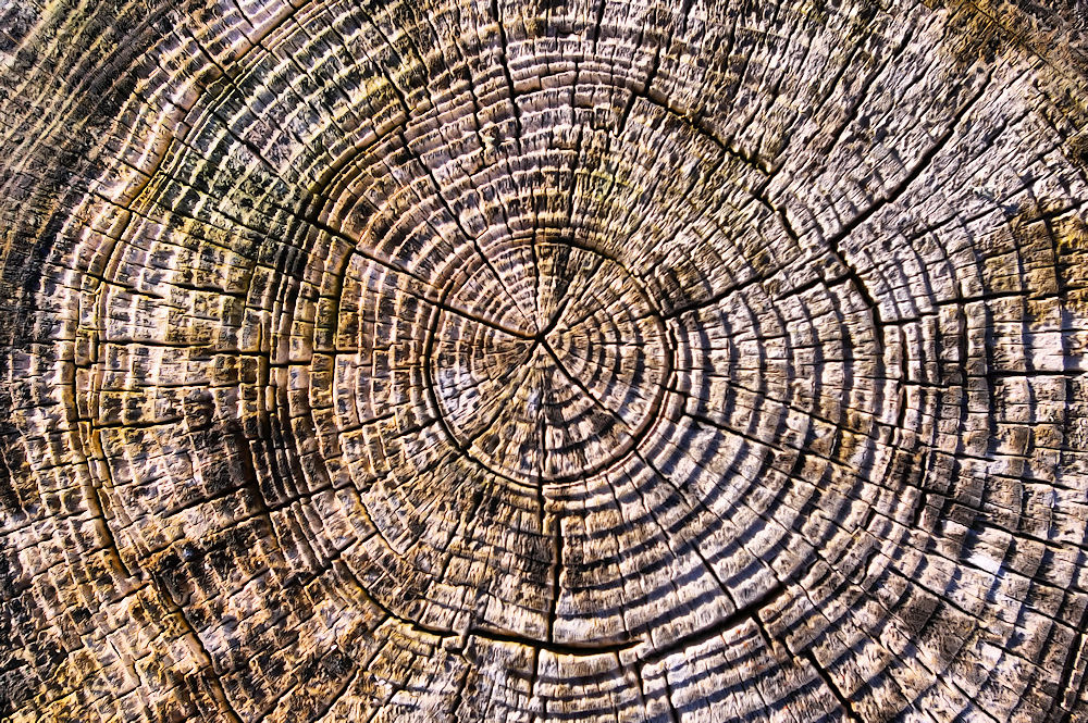 Photo of a cross-section of a tree trunk, revealing its growth rings.