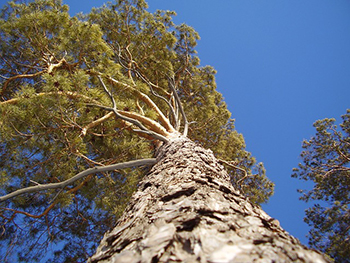 looking up at the top of a pine tree