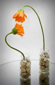 Two orange flowers with long stems placed in separate rock-filled jars. One is bending over the other, as if in coversation