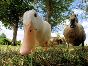 Photo of two ducks scrutinizing the camera