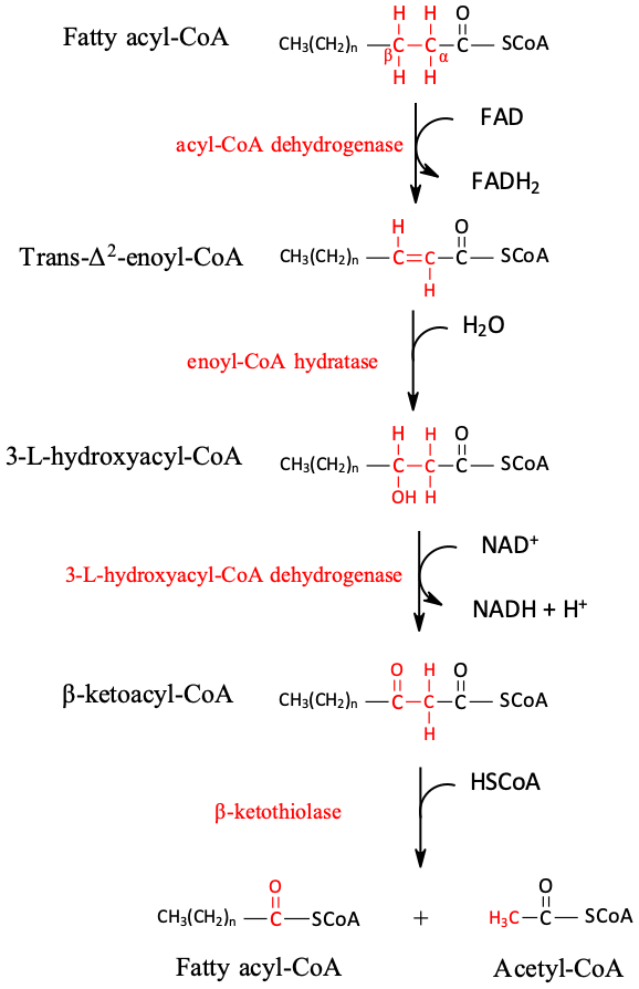 16 6 Stage Ii Of Lipid Catabolism Chemistry Libretexts