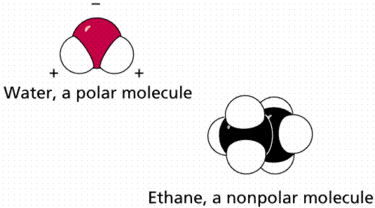 Diagram showing water, a polar molecule, with the partial positive charges of the hydrogens and partial negative charge of the oxygen shown. Ethane, a nonpolar molecule, is also shown with no charges.