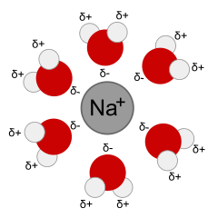 Diagram of a positively charged sodium ion surrounded by water molecules with the partially negatively charged oxygens pointed toward the sodium.
