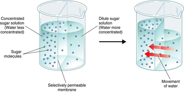 Diagram of osmosis. A beaker contains a concentrated sugar solution (water less concentrated) and a dilute sugar solution (water more concentrated) separated by a selectively permeable membrane. Arrows indicate the movement of water from the dilute side (water level drops) to the concentrated side (water level rises).