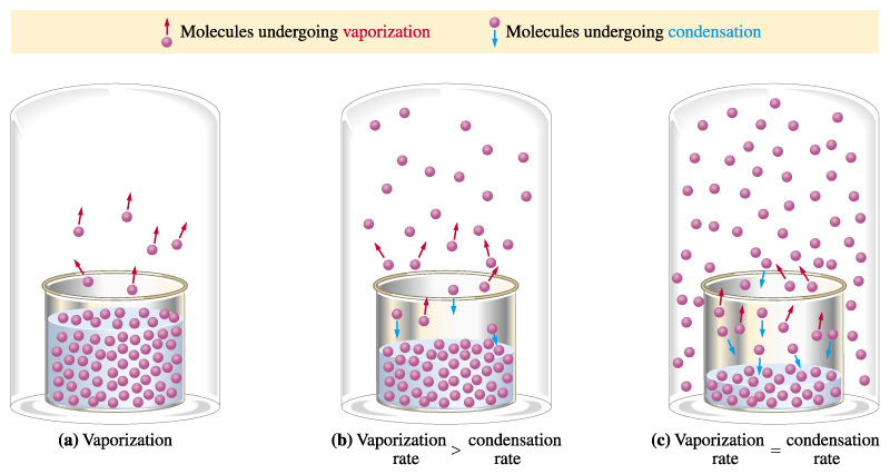 Diagram showing 4 beakers labeled A, B, C, and D with circular particles representing the solution within them. A has particles with arrows pointing upward as they leave the beaker showing vaporization. B has particles leaving and joining the beaker showing a situation where the vaporization rate > the condensation rate. More particles are leaving than joining. C has equal particles joining and leaving showing a situation where vaporization rate = condensation rate. D has the opposite situation as beaker B.