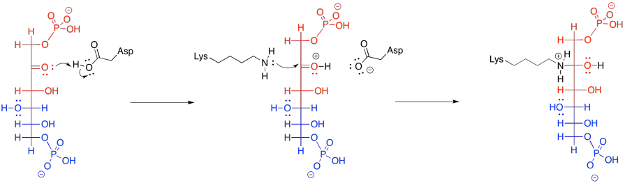GLFBPtocarbinolamine.png