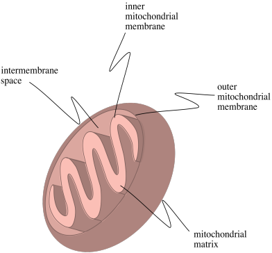 OPmitochondrion.png
