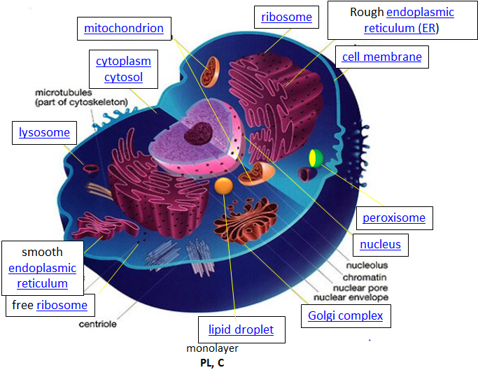 Diagram of the cell, showing organelles.