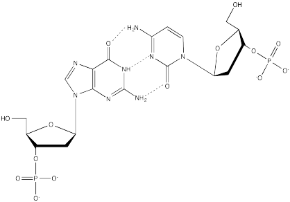 Respuesta al Ejercicio 6.13.2, con tres enlaces de hidrógeno entre citosina y guanina.