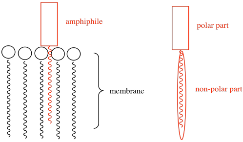 Caricatura de proteína anfifílica incrustada en la membrana, mostrando partes polares y no polares.