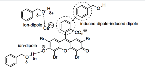 Diagrma showing several intermolecular interactions. Ion-dipole interaction between anion of eosin and benzyl alcohol. Ion-dipole between oxygen of benzyl alcohol and solvated calcium ion. Induce dipole-induced dipole between aromatic rings of eosin and benzyl alcohol.