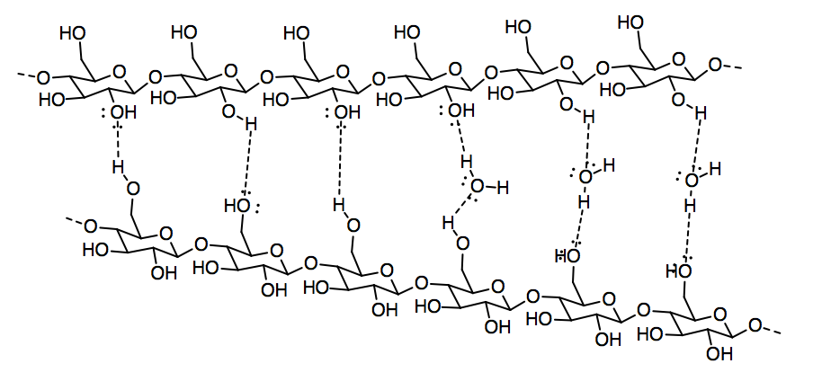 Hydrogen bonds between two strands of cellulose, at an angle. At the wider parts of the two strands, water in between the two strands form hydrogen bonds connecting the strands.