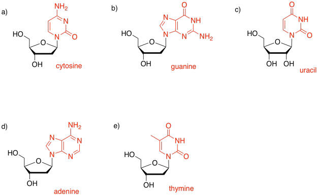 Respuestas a 4.13.8, de la a a e, mostrando diferentes nucleótidos con sus nombres etiquetados en rojo.