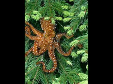 Thumbnail for the embedded element "Save the Tree Octopus"