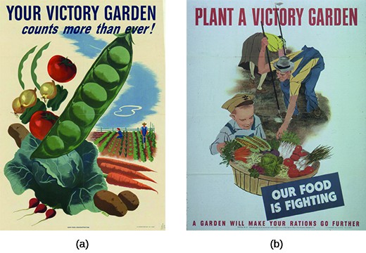 Poster (a) reads “Your Victory Garden counts more than ever!” and features a series of bright vegetables in the foreground with a farm scene in the background. Poster (b) reads “Plant a Victory Garden. Our Food is Fighting. A Garden Will Make Your Rations Go Further.” An illustration of a man and a woman tending farm vegetables is shown, with a small boy in the foreground smiling at a large basket of freshly picked vegetables.