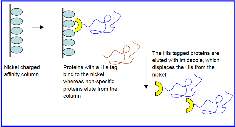 Fig01.png. Nickel charged affinity column. Proteins with a His tag bind to the nickel whereas non-specific proteins elute from the column. The His tagged proteins are eluted with imidazole, which displaces the His from the nickel.