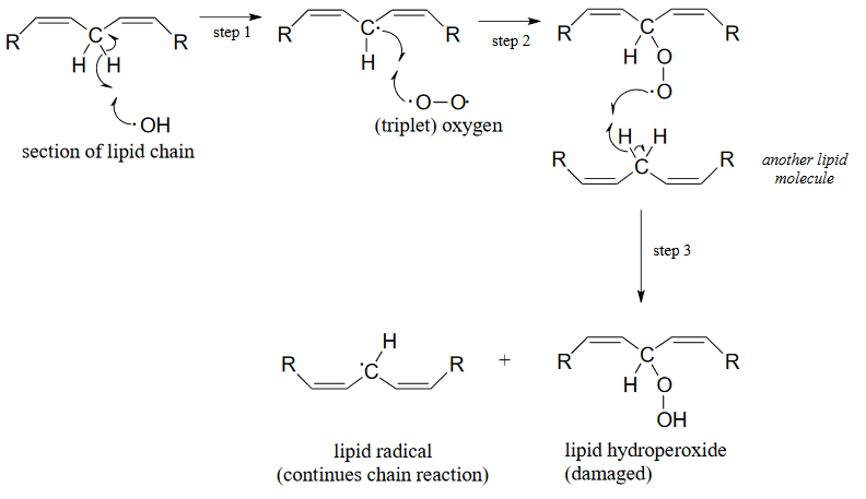 La sección de la cadena lipídica reacciona con un radical hidróxido para formar un intermedio. El intermedio reacciona con el oxígeno triplete para formar otro intermedio. El segundo intermedio racciona con otra molécula lipídica para producir un radical lipídico con continúa la reacción en cadena y el hidroperóxido lipídico el cual está dañado.