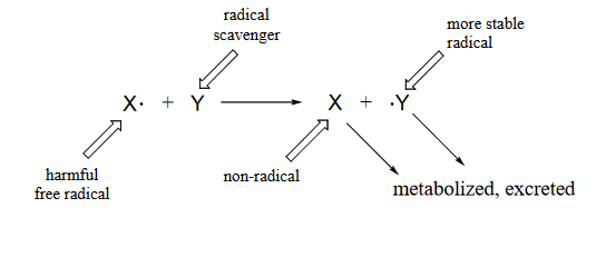 A harmful free radical reacts with a radical scaventer to produce a non radical and a more stable radical. The non radical and the more stable radical are metabolized and then excreted. 