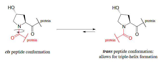 La conformación del péptido cis produce la conformación del péptido trans con permite la formación de triple hélice.
